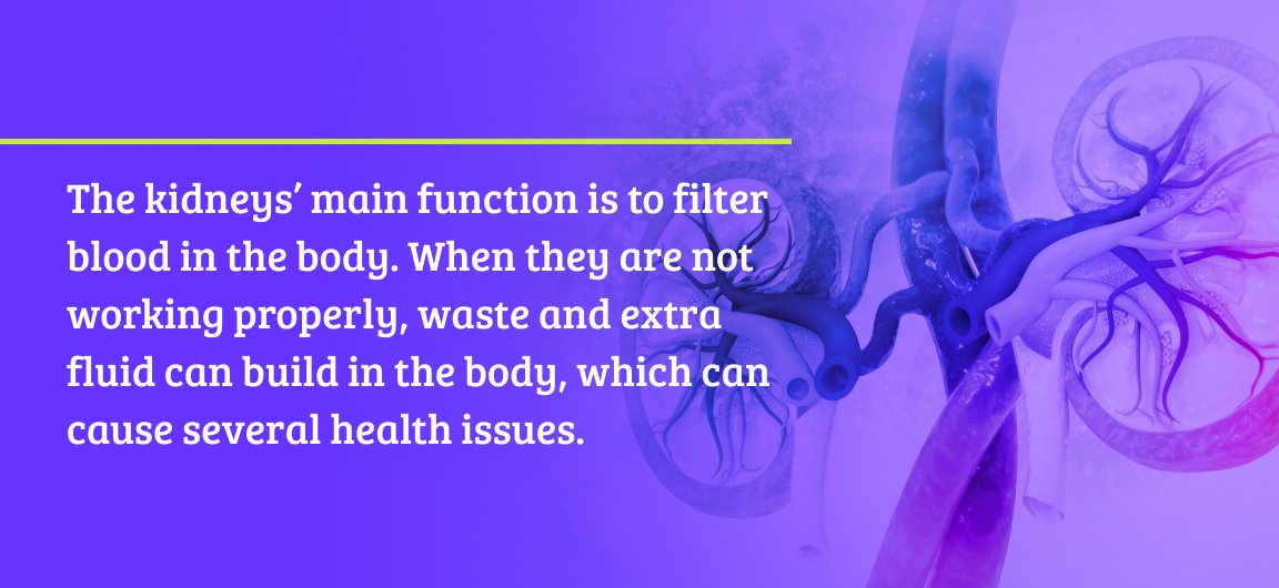 The kidneys' main function is to filter blood in the body. When they are not working properly, waste and extra fluid can build up in the body, which can cause several health issues.